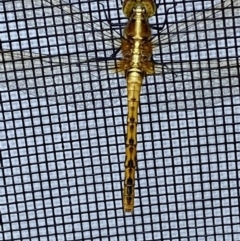 Diplacodes melanopsis at BA124 - 4 Dec 2021 10:03 AM