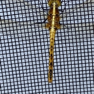Diplacodes melanopsis at BA124 - 4 Dec 2021 10:03 AM