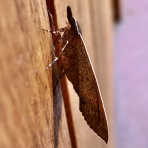 Epidesmia chilonaria at Aranda, ACT - 4 Dec 2021 09:20 AM