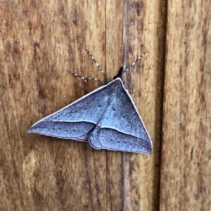 Epidesmia chilonaria at Aranda, ACT - 4 Dec 2021