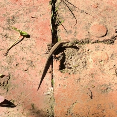 Lampropholis guichenoti (Common Garden Skink) at Aranda, ACT - 1 Dec 2021 by KMcCue