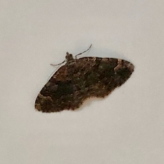 Epyaxa sodaliata (Sodaliata Moth) at Aranda, ACT - 3 Dec 2021 by KMcCue