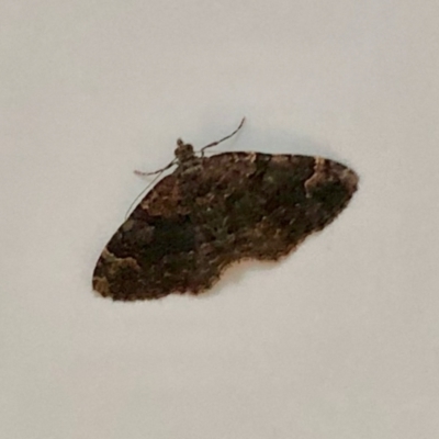Epyaxa sodaliata (Sodaliata Moth, Clover Moth) at Aranda, ACT - 3 Dec 2021 by KMcCue