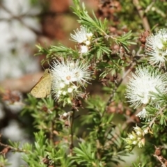 Ocybadistes walkeri (Green Grass-dart) at GG182 - 3 Dec 2021 by KMcCue