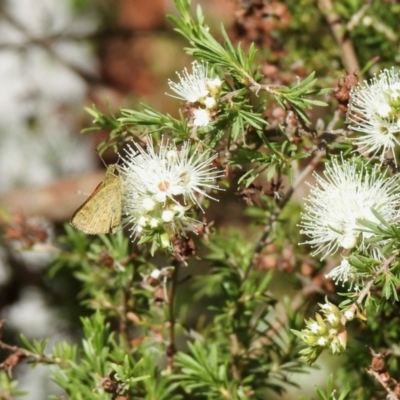 Ocybadistes walkeri (Green Grass-dart) at Aranda, ACT - 3 Dec 2021 by KMcCue