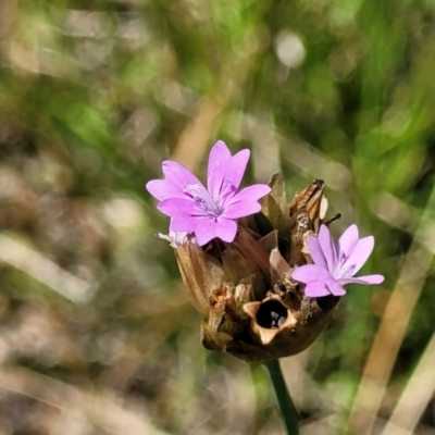 Petrorhagia sp. at Stromlo, ACT - 4 Dec 2021 by tpreston