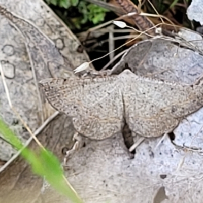 Taxeotis perlinearia (Spring Taxeotis) at Piney Ridge - 3 Dec 2021 by trevorpreston