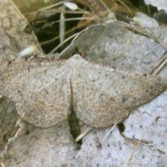 Taxeotis perlinearia at Stromlo, ACT - 4 Dec 2021