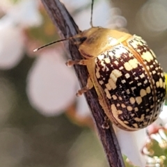 Paropsis pictipennis (Tea-tree button beetle) at Block 402 - 4 Dec 2021 by trevorpreston
