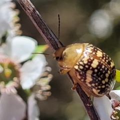 Paropsis pictipennis at Stromlo, ACT - 4 Dec 2021 11:04 AM