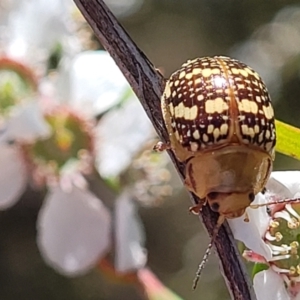 Paropsis pictipennis at Stromlo, ACT - 4 Dec 2021 11:04 AM