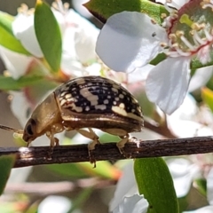 Paropsis pictipennis at Stromlo, ACT - 4 Dec 2021 11:04 AM