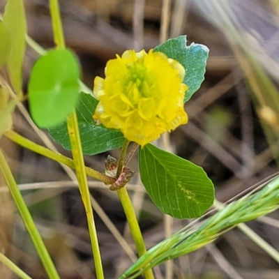 Trifolium campestre (Hop Clover) at Block 402 - 3 Dec 2021 by trevorpreston