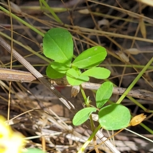 Trifolium campestre at Stromlo, ACT - 4 Dec 2021