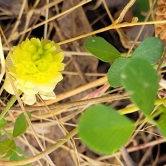 Trifolium campestre at Stromlo, ACT - 4 Dec 2021