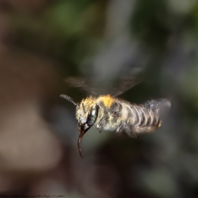 Megachile (Eutricharaea) serricauda (Leafcutter bee, Megachilid bee) at Macgregor, ACT - 4 Dec 2021 by Roger