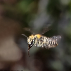 Megachile (Eutricharaea) serricauda at Macgregor, ACT - 4 Dec 2021