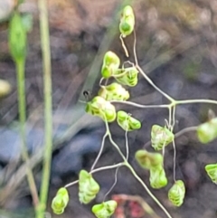 Briza minor (Shivery Grass) at Stromlo, ACT - 4 Dec 2021 by trevorpreston