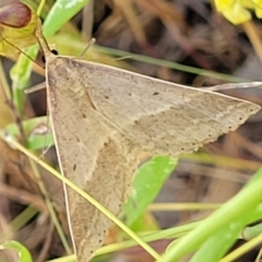 Epidesmia chilonaria (Golden-winged Epidesmia) at Block 402 - 3 Dec 2021 by trevorpreston