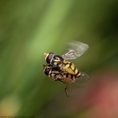 Simosyrphus grandicornis (Common hover fly) at Macgregor, ACT - 4 Dec 2021 by Roger