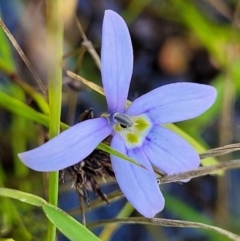 Isotoma fluviatilis subsp. australis (Swamp Isotome) at Stromlo, ACT - 3 Dec 2021 by tpreston