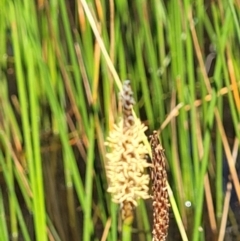 Eleocharis sp. (Spike-rush) at Piney Ridge - 3 Dec 2021 by tpreston