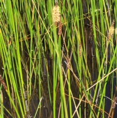 Eleocharis sp. at Stromlo, ACT - 4 Dec 2021