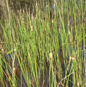 Eleocharis sp. at Stromlo, ACT - 4 Dec 2021 10:40 AM