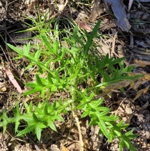 Cirsium vulgare at Stromlo, ACT - 4 Dec 2021