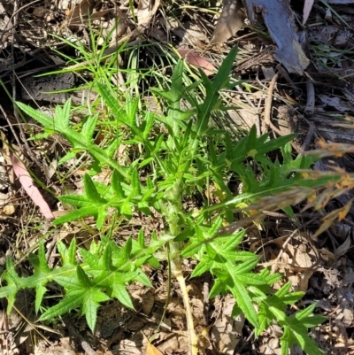Cirsium vulgare (Spear Thistle) at Block 402 - 3 Dec 2021 by trevorpreston