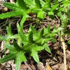 Cirsium vulgare at Stromlo, ACT - 4 Dec 2021