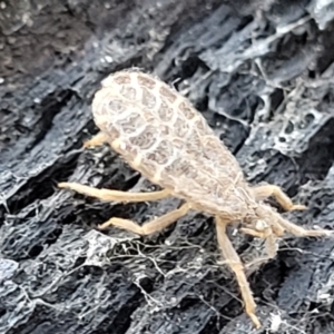 Opistoplatys australasiae at Stromlo, ACT - 4 Dec 2021