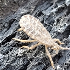 Aradidae sp. (family) (Flat bug) at Block 402 - 3 Dec 2021 by trevorpreston