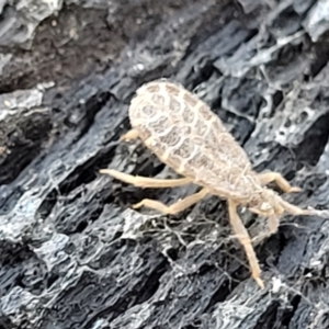 Opistoplatys australasiae at Stromlo, ACT - 4 Dec 2021