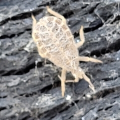 Aradidae sp. (family) at Stromlo, ACT - 4 Dec 2021