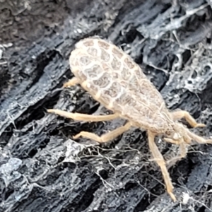 Opistoplatys australasiae at Stromlo, ACT - 4 Dec 2021