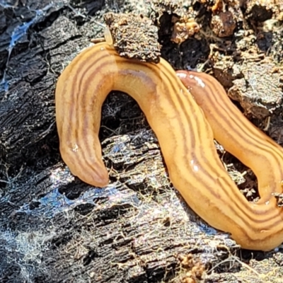 Fletchamia quinquelineata (Five-striped flatworm) at Stromlo, ACT - 4 Dec 2021 by trevorpreston