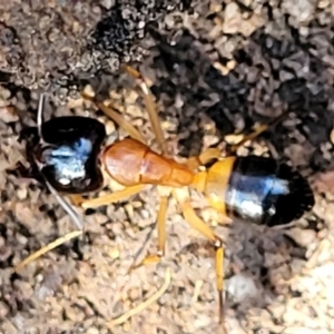 Camponotus consobrinus at Stromlo, ACT - 4 Dec 2021 10:20 AM