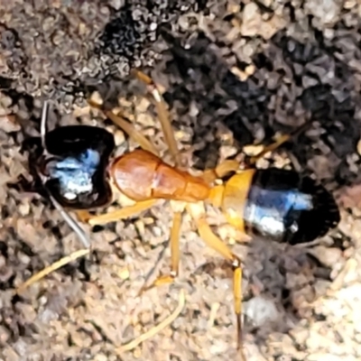 Camponotus consobrinus (Banded sugar ant) at Block 402 - 3 Dec 2021 by trevorpreston