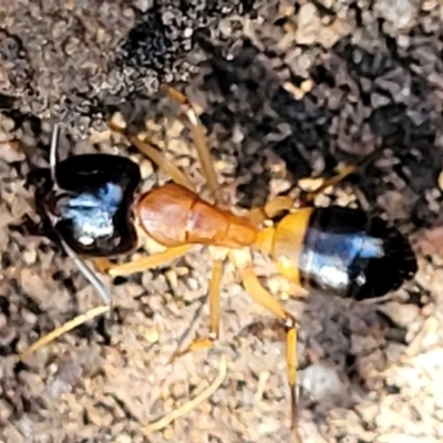 Camponotus consobrinus (Banded sugar ant) at Stromlo, ACT - 4 Dec 2021 by trevorpreston