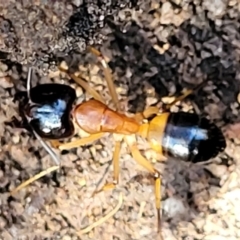 Camponotus consobrinus (Banded sugar ant) at Stromlo, ACT - 3 Dec 2021 by tpreston