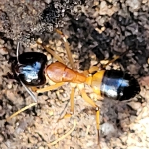 Camponotus consobrinus at Stromlo, ACT - 4 Dec 2021