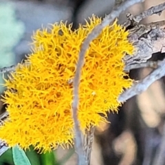 Teloschistes sp. (genus) (A lichen) at Block 402 - 3 Dec 2021 by trevorpreston