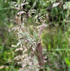 Holcus lanatus (Yorkshire Fog) at Stromlo, ACT - 4 Dec 2021 by trevorpreston