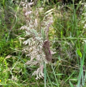 Holcus lanatus at Stromlo, ACT - 4 Dec 2021 09:50 AM