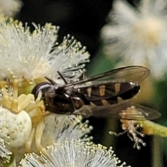 Thomisus spectabilis (Spectacular Crab Spider) at Block 402 - 3 Dec 2021 by trevorpreston