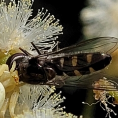 Thomisus spectabilis at Stromlo, ACT - 4 Dec 2021