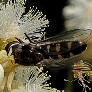 Thomisus spectabilis at Stromlo, ACT - 4 Dec 2021