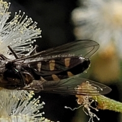 Melangyna viridiceps (Hover fly) at Block 402 - 3 Dec 2021 by trevorpreston