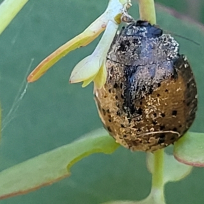 Trachymela sp. (genus) (Brown button beetle) at Block 402 - 3 Dec 2021 by trevorpreston